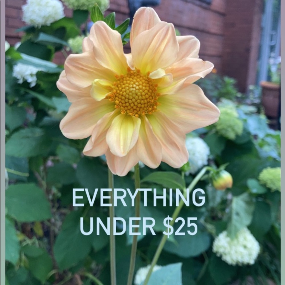 ✨Everything Always Under $25 !!!!✨